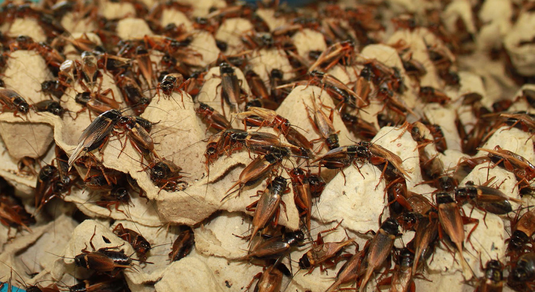 Insects